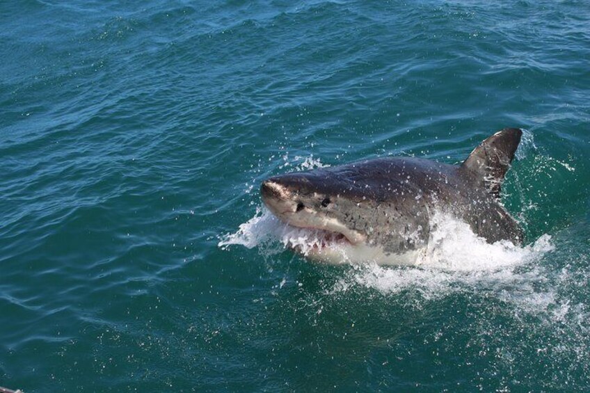 Shark Cage Diving Tour from Cape Town 5