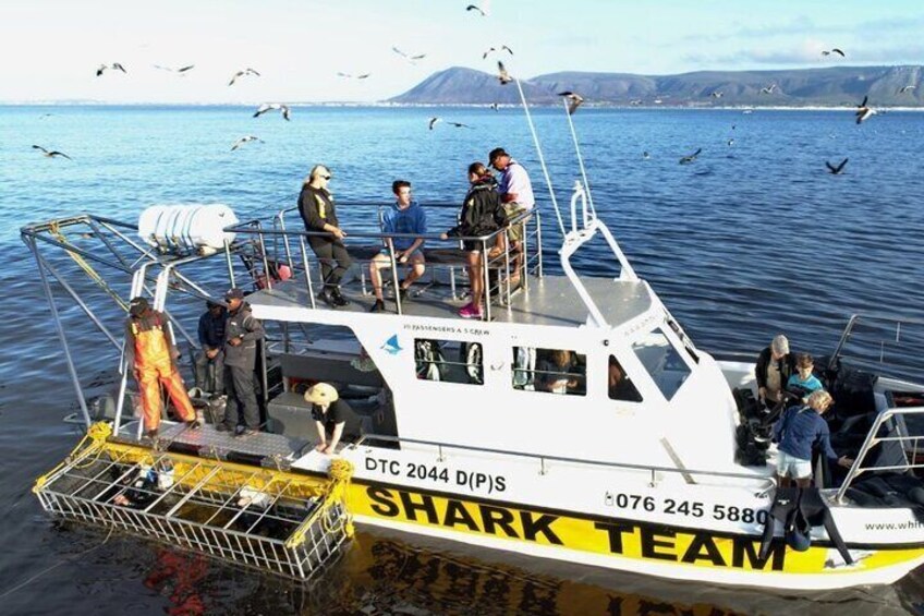 Shark Cage Diving Tour from Cape Town 3