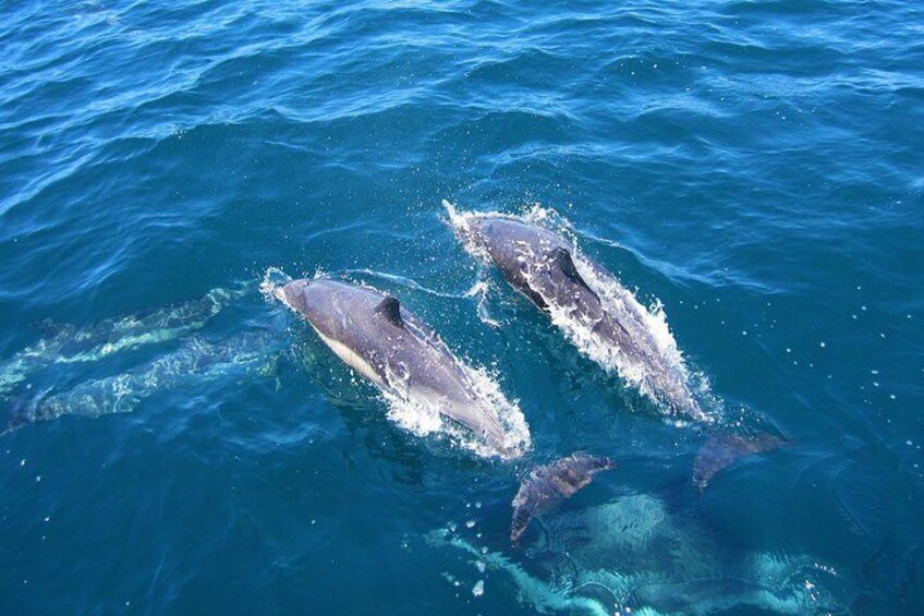 Shark Cage Diving Tour from Cape Town 4