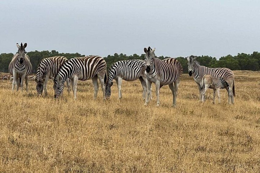 Een groep zebra's graast in een droog grasveld, met bomen op de achtergrond. 3
