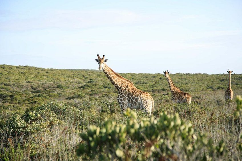 Drie giraffen in een grasvlakte met enkele bomen en een heldere lucht. 1