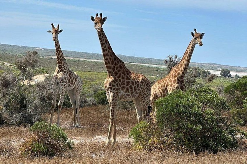 Drie giraffen staan in een droog, open landschap met schaarse begroeiing en heuvels in de verte. 4