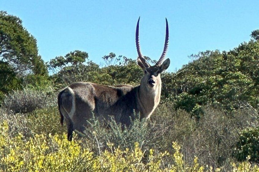 Een kudu antilope in een natuurlijke omgeving, met gele bloemen en groene begroeiing. 2