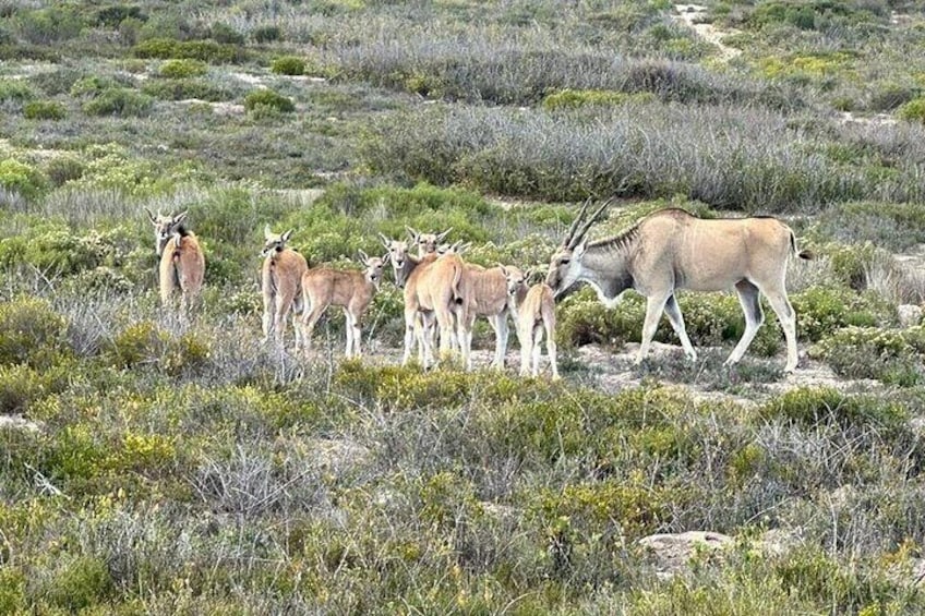 Eland thrive on the West Coast 4