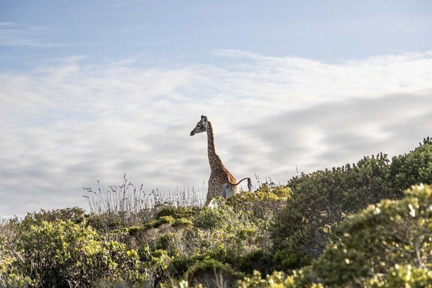 The dunes on the reserve allow for stunning wildlife shots 3