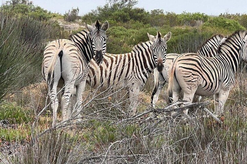 Zebras are another iconic species on our game reserve 5