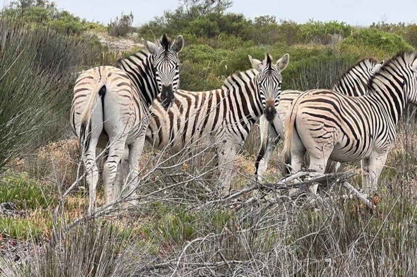 Zebras are another iconic species on our game reserve 2