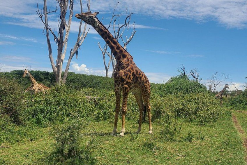 Een giraffe staat in een grasrijk gebied, met bomen en struiken op de achtergrond. 1