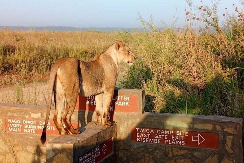 Un lion se tient sur un panneau indicateur indiquant la direction du camping de Twiga et des plaines de Kisembe. 2