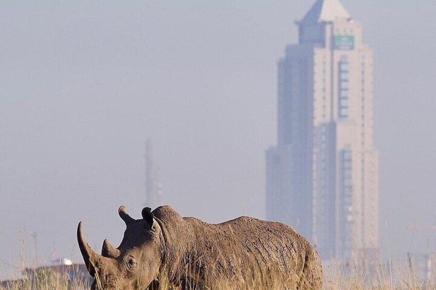 Un rhinocéros dans un champ, avec un grand immeuble en arrière-plan. 3