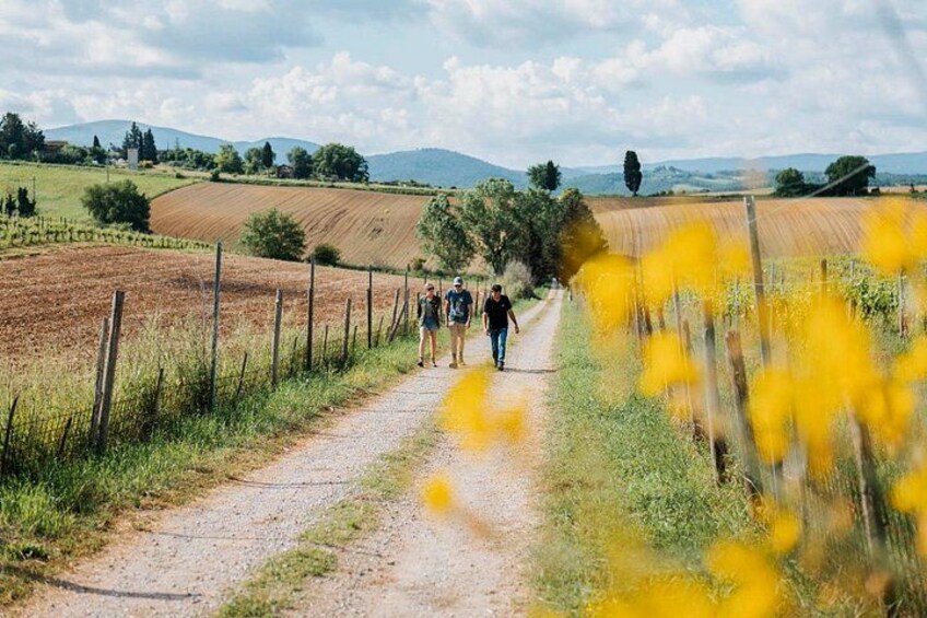 Mensanello Valley Wine and Olive Tasting Hike 3