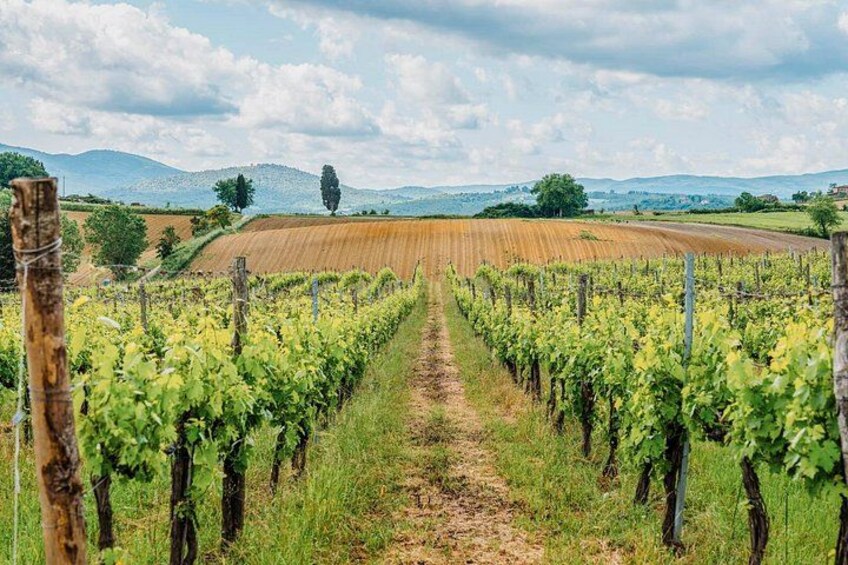 Mensanello Valley Wine and Olive Tasting Hike 2