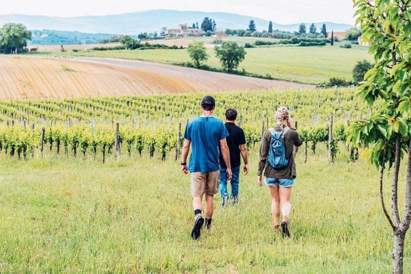 Mensanello Valley Wine and Olive Tasting Hike 1