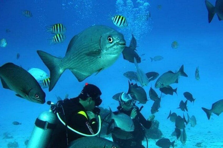 A diver surrounded by various fish, including a large fish and smaller striped ones, underwater. 4