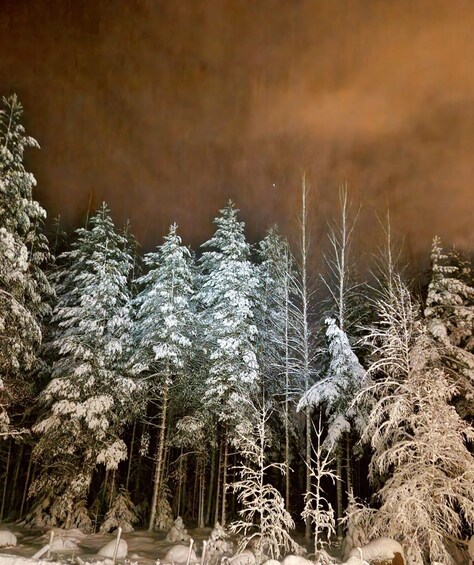 A forest with snow-covered trees and rocks. 3