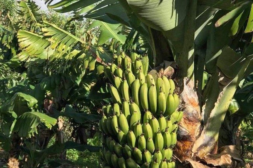Bananas 1
