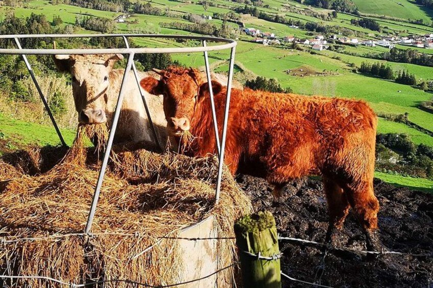 Agriculture 2