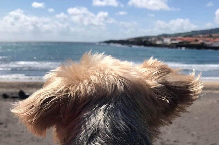 Beach Life 3