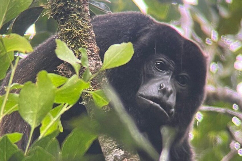Monteverde Cloud Forest Preserve Tour 5
