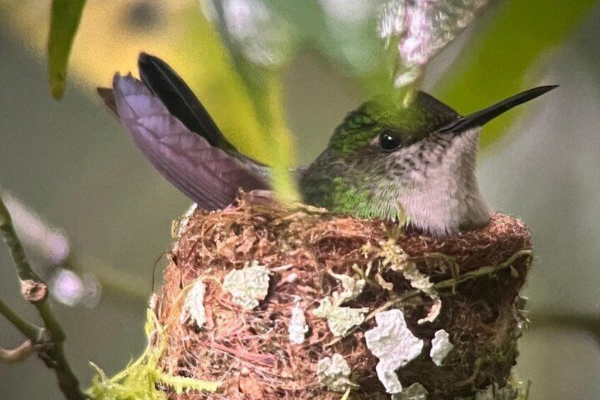 Monteverde Cloud Forest Preserve Tour 2