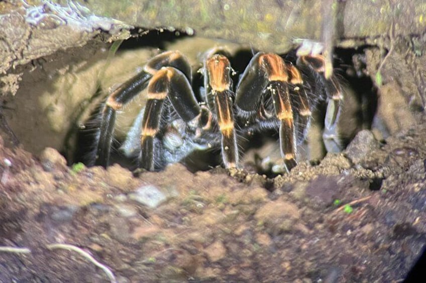 Monteverde Cloud Forest Preserve Tour 4