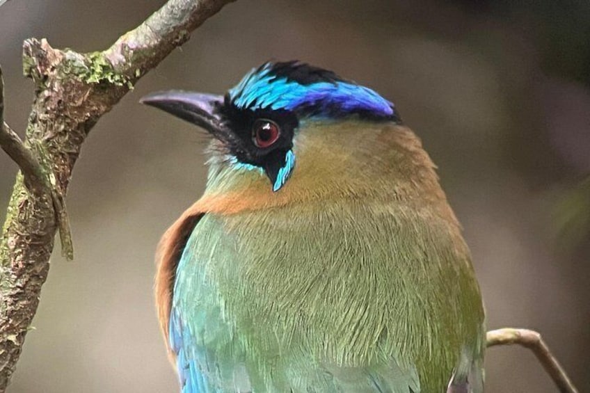 Monteverde Cloud Forest Preserve Tour 3