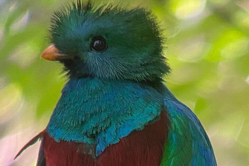 Monteverde Cloud Forest Preserve Tour 1