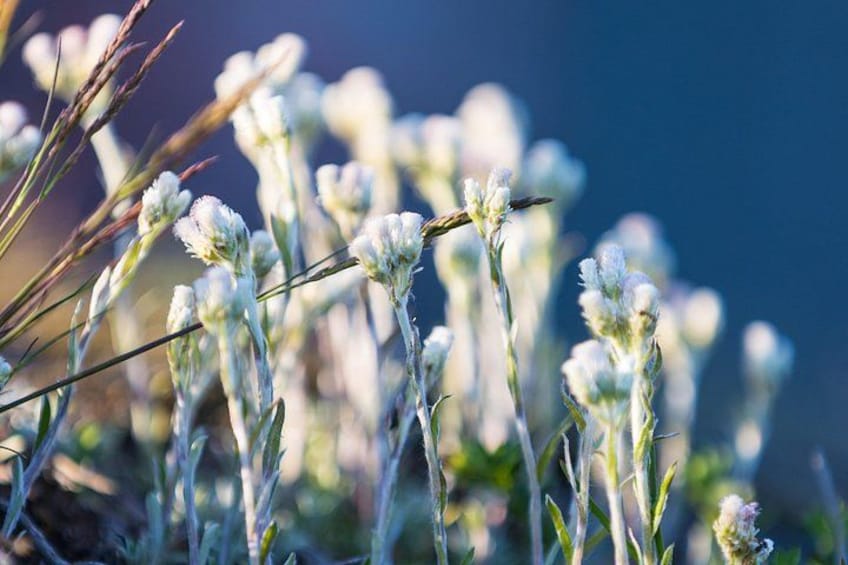 A field of white flowers with green stems and leaves, set against a clear blue sky. 3