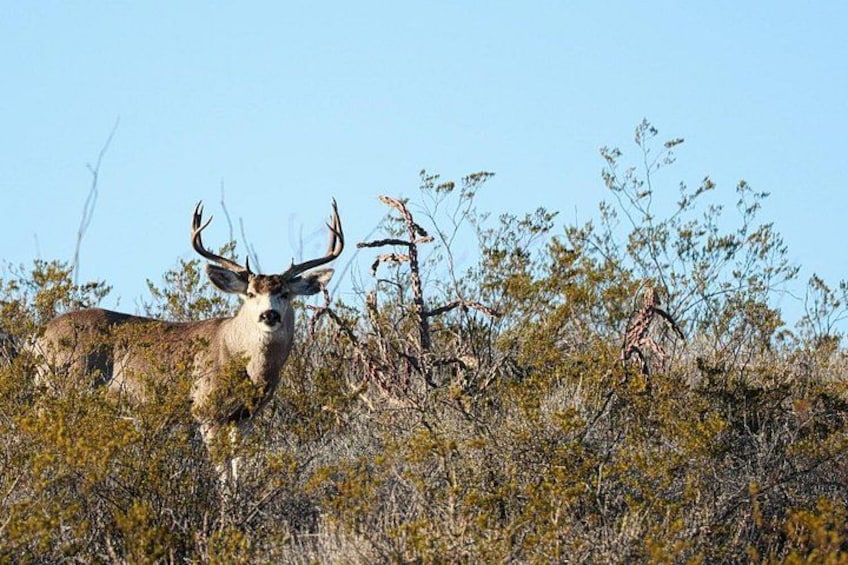 Een hert met grote hoorns in een natuurlandschap met schaarse begroeiing en een heldere lucht. 2