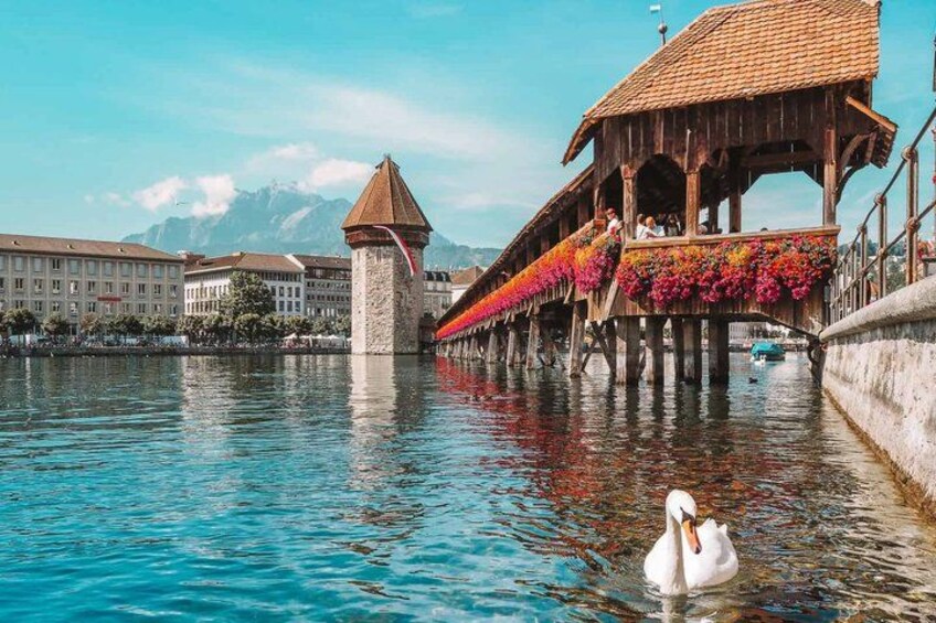 Un cisne en una masa de agua con un puente de madera decorado con flores, una torre y edificios al fondo. 1