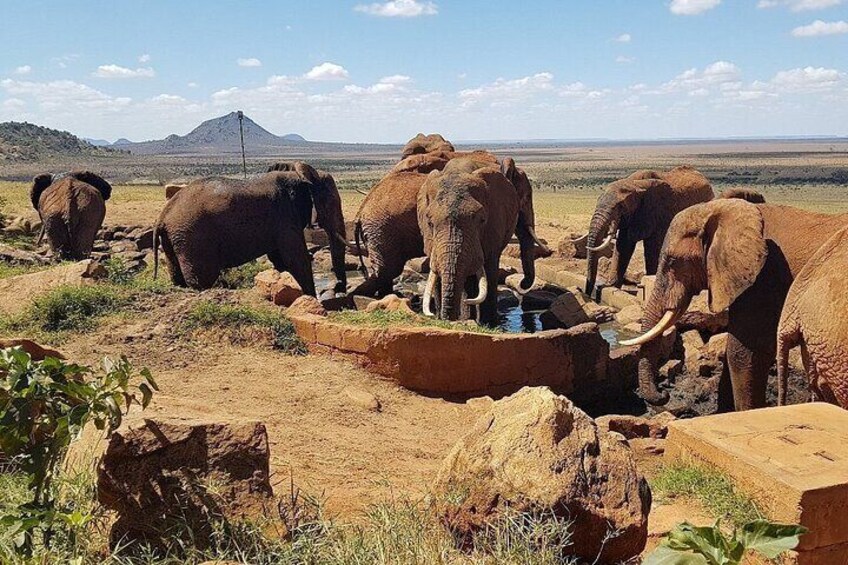 2 days 1 Night Tsavo East National Park Safari Tour 5