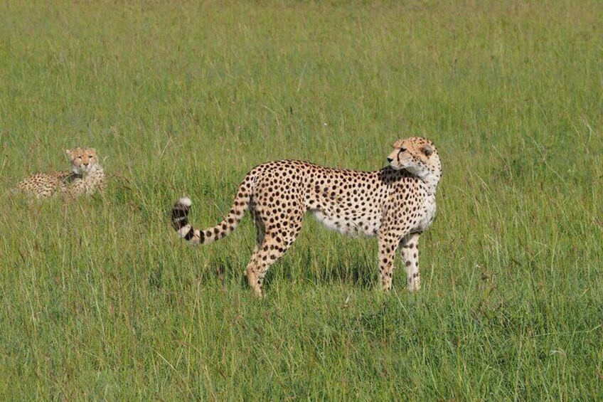 2 days 1 Night Tsavo East National Park Safari Tour 1