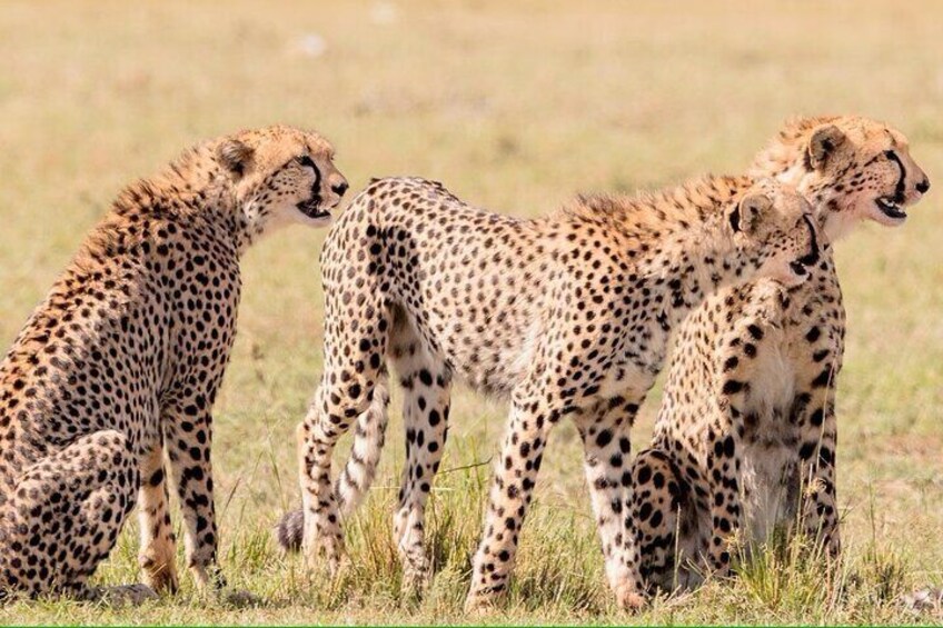 2 days 1 Night Tsavo East National Park Safari Tour 4
