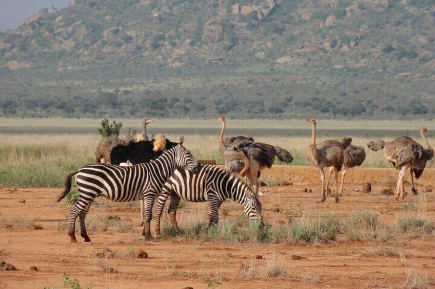 2 days 1 Night Tsavo East National Park Safari Tour 3