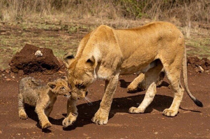 2 days 1 Night Tsavo East Safari from Diani beach/Mombasa/watamu 2