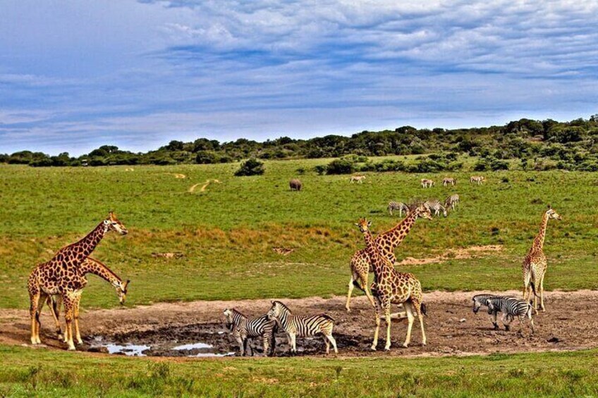 A group of giraffes and zebras in a grassy field with a waterhole. 5