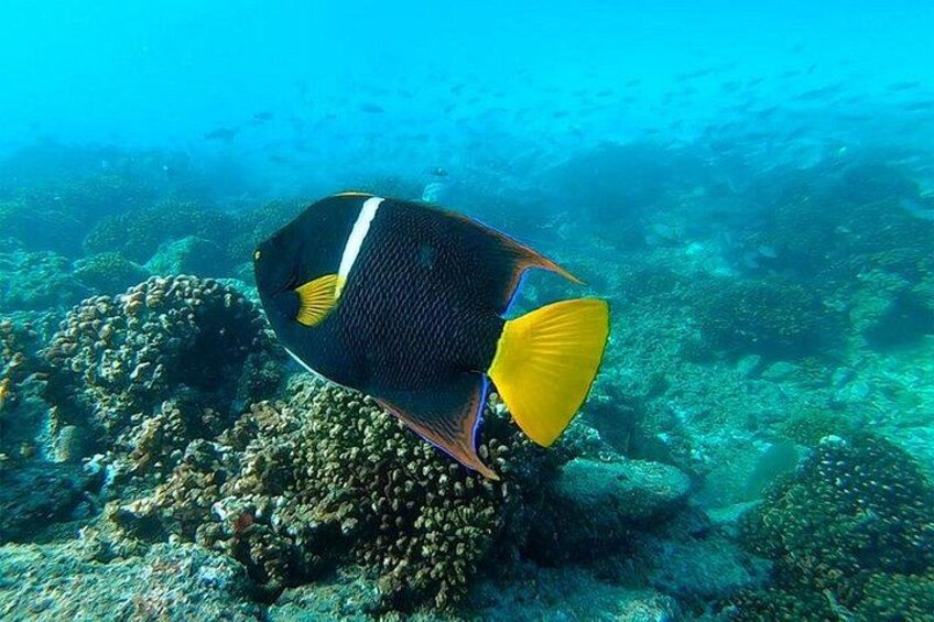 Tour Isla Espiritu Santo
and Balandra Baja Vice 5