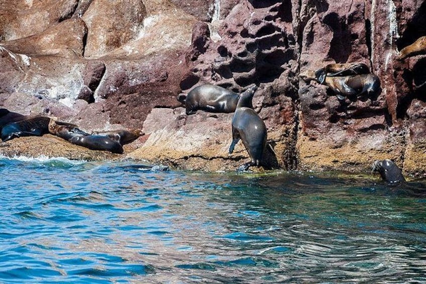 Tour Isla Espiritu Santo
and Balandra Baja Vice 2