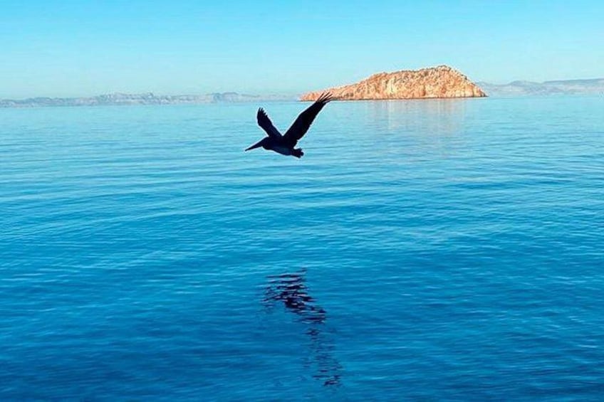 Tour Isla Espiritu Santo
and Balandra Baja Vice 4