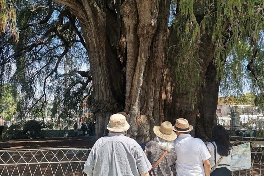 Tour Ruta Hierve el Agua, Tule, Mitla, Teotitlan and Mezcal 3