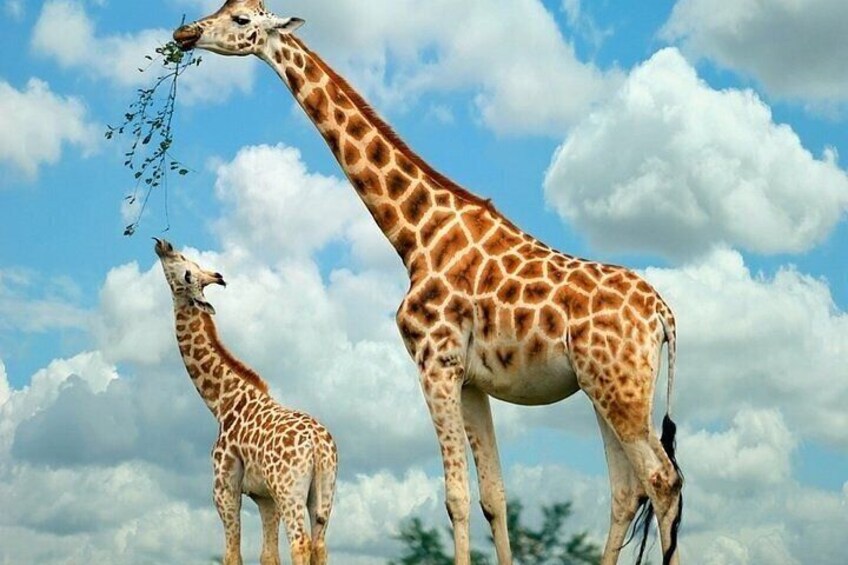 9 Day's Migration Safari 1