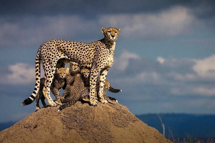 9 Day's Migration Safari 3