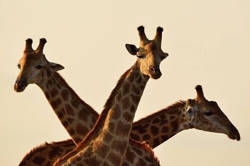 9 Day's Migration Safari 4