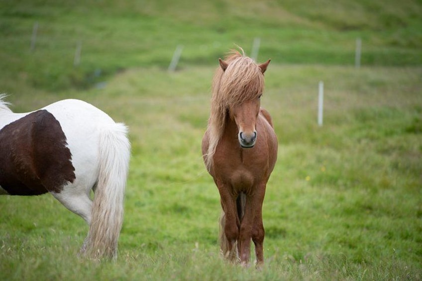 Horse 2