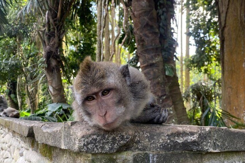 Koi Photo Boat, Bali Swing, Monkey Forest, & Tegenungan Waterfall 5