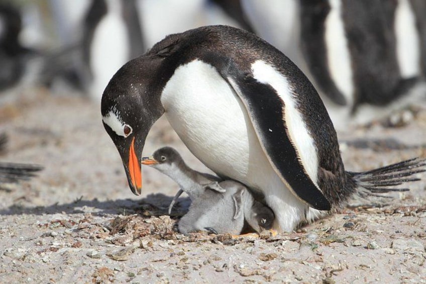 Ein Pinguin mit seinem Jungtier auf einer felsigen Fläche. 5