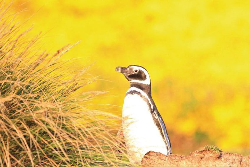 Ein Pinguin steht auf sandigem Untergrund, im Hintergrund trockene Gräser und gelbe Blumen. 1