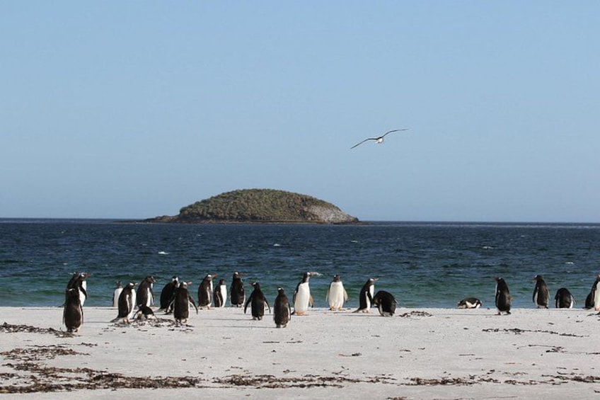 Eine Gruppe Pinguine am Strand, im Hintergrund eine kleine Insel. 3