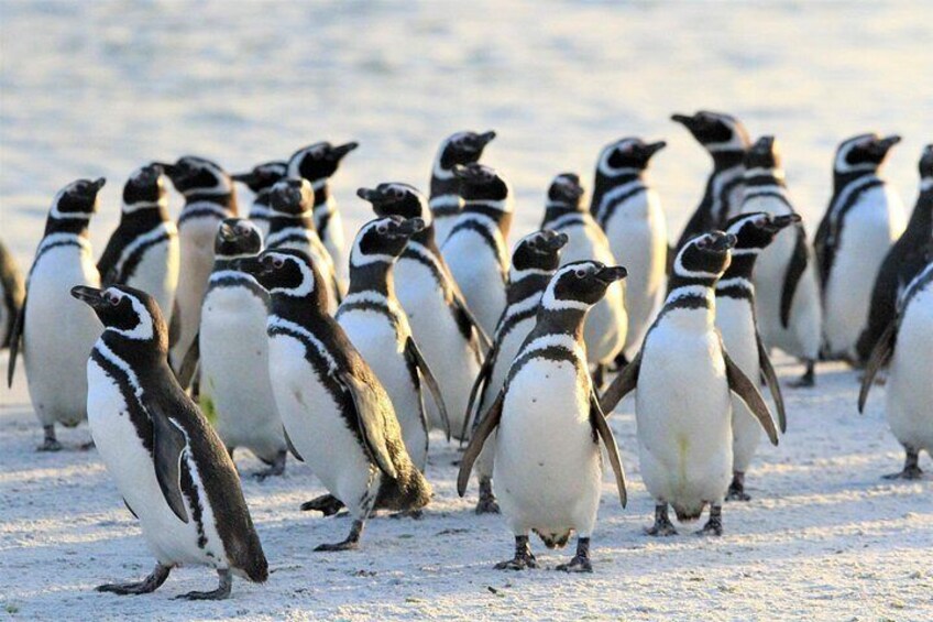 Un groupe de pingouins sur une surface enneigée. 2