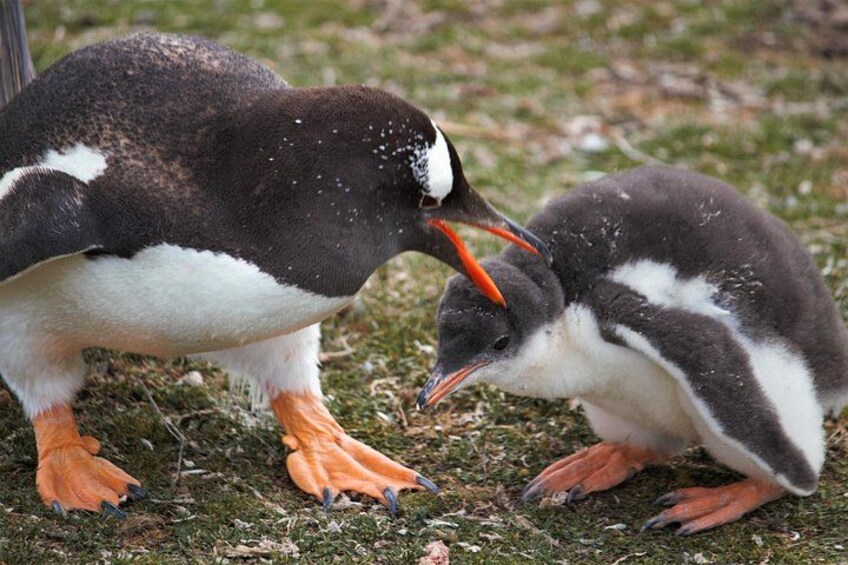 Zwei Pinguine auf der Wiese, ein erwachsener Pinguin und ein Jungtier. 4